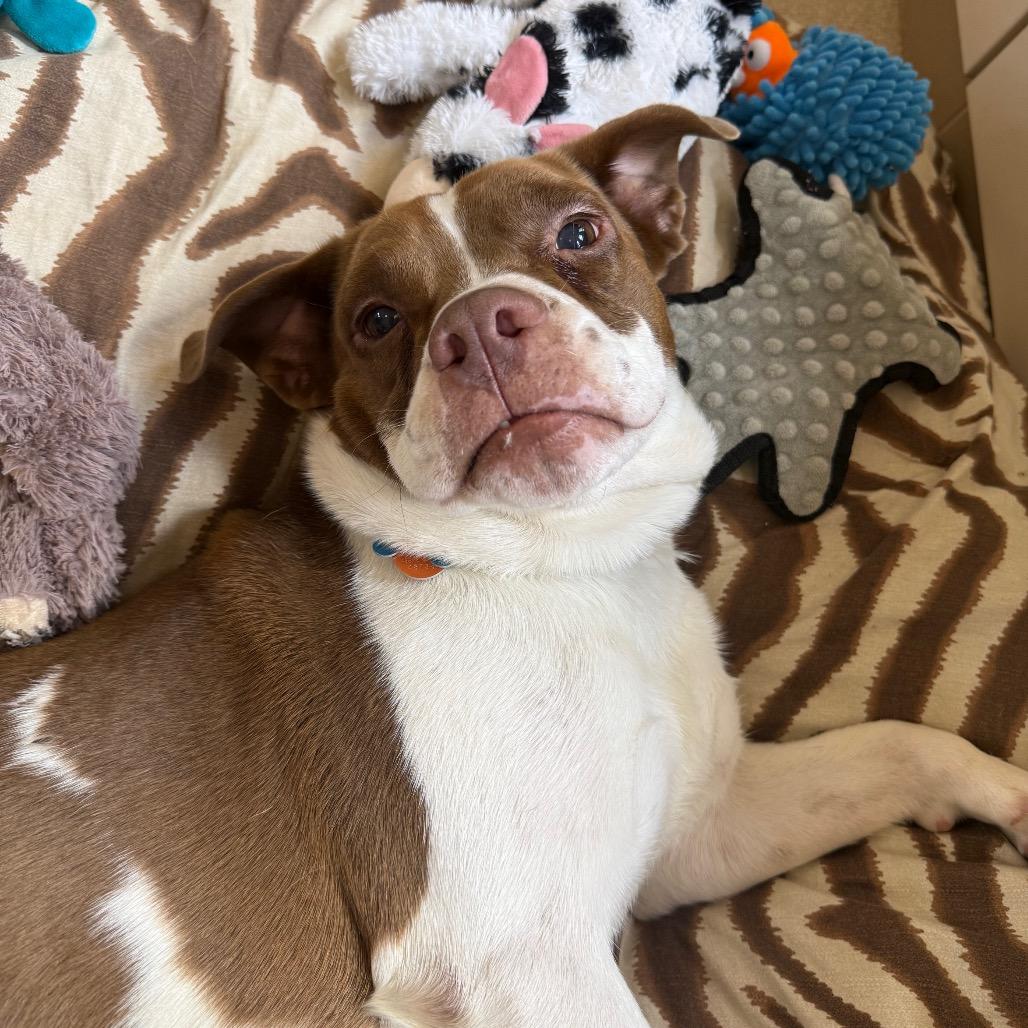 Enlarge Kiroshi, a Adoptable mixed breed in Kanab, UT image 5/6
