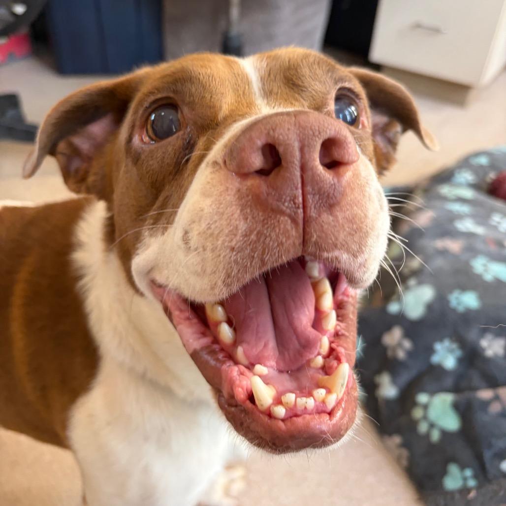 Enlarge Kiroshi, a Adoptable mixed breed in Kanab, UT image 6/6
