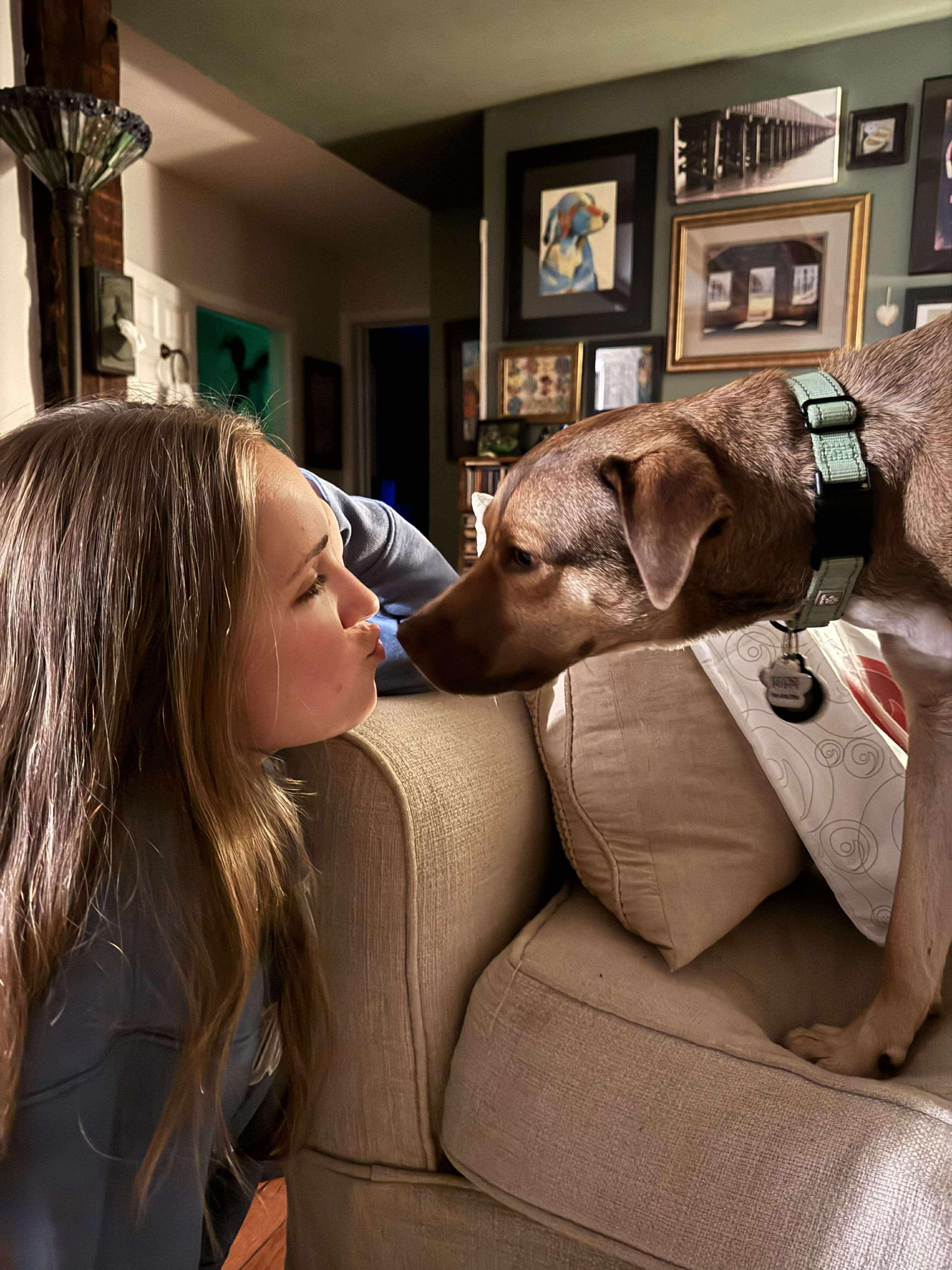 Zena, a Adoptable mixed breed in Argyle, NY image 5/6