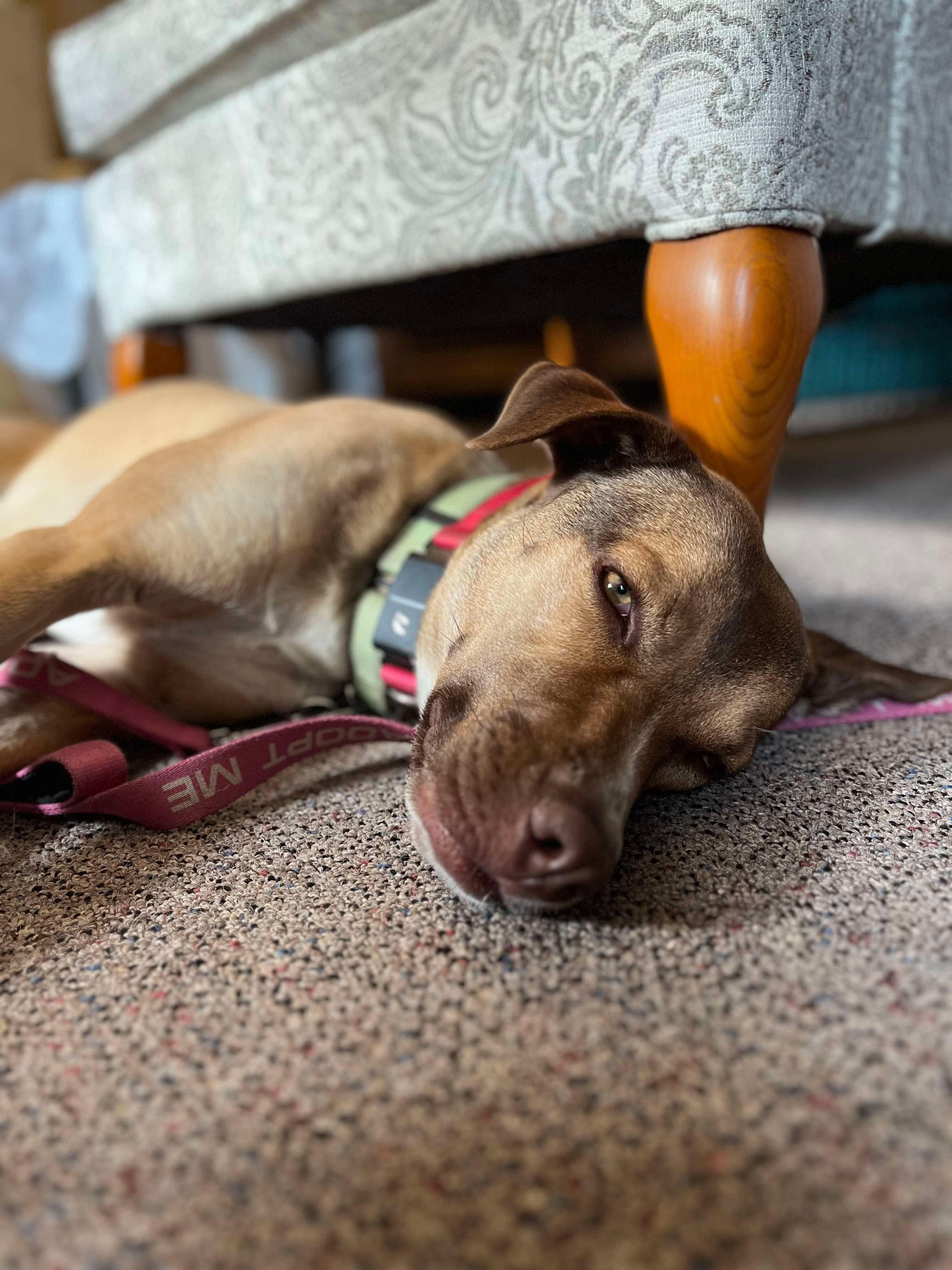 Zena, a Adoptable mixed breed in Argyle, NY image 3/6