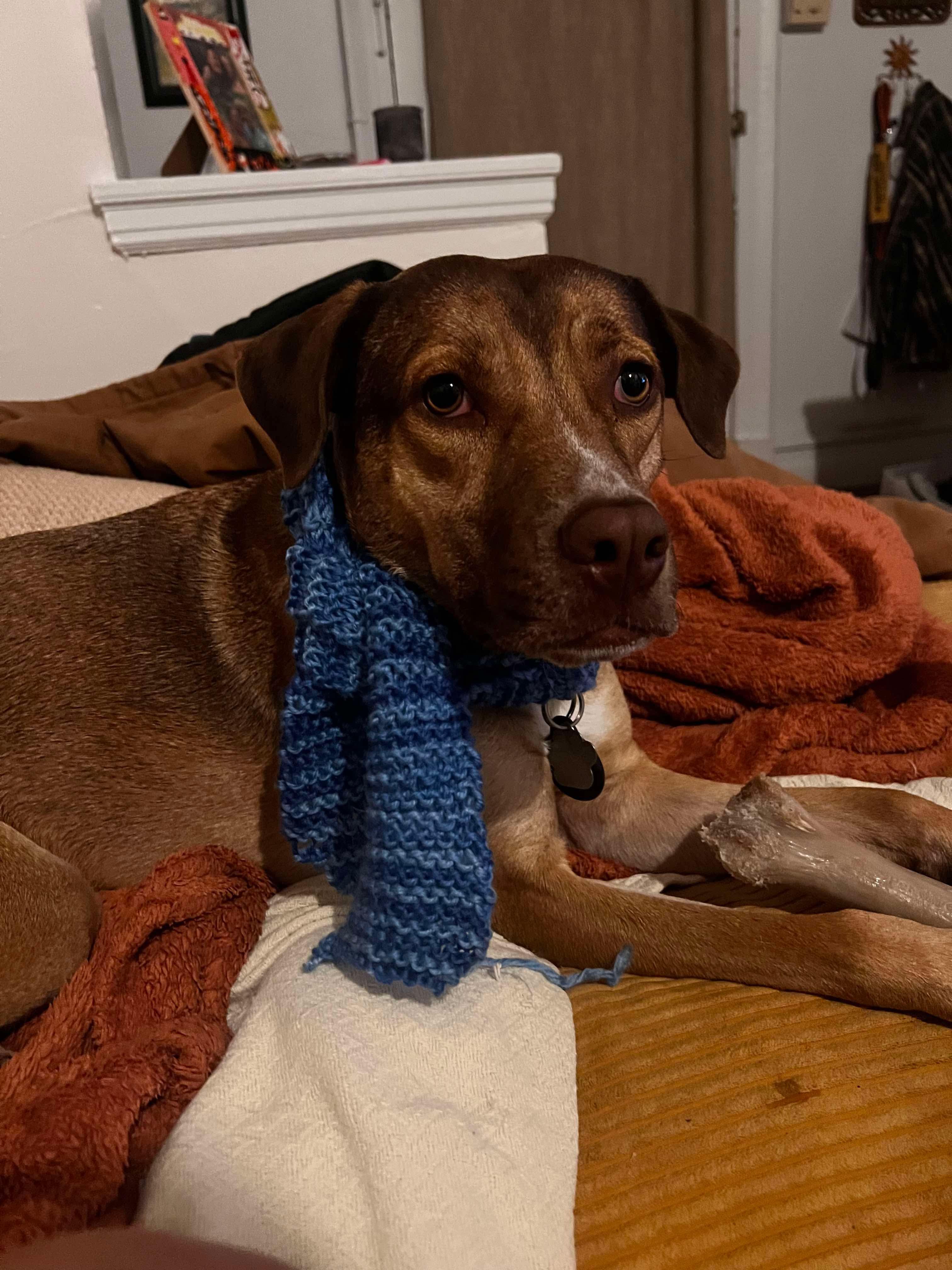 Zena, Adoptable, Young Female Hound.