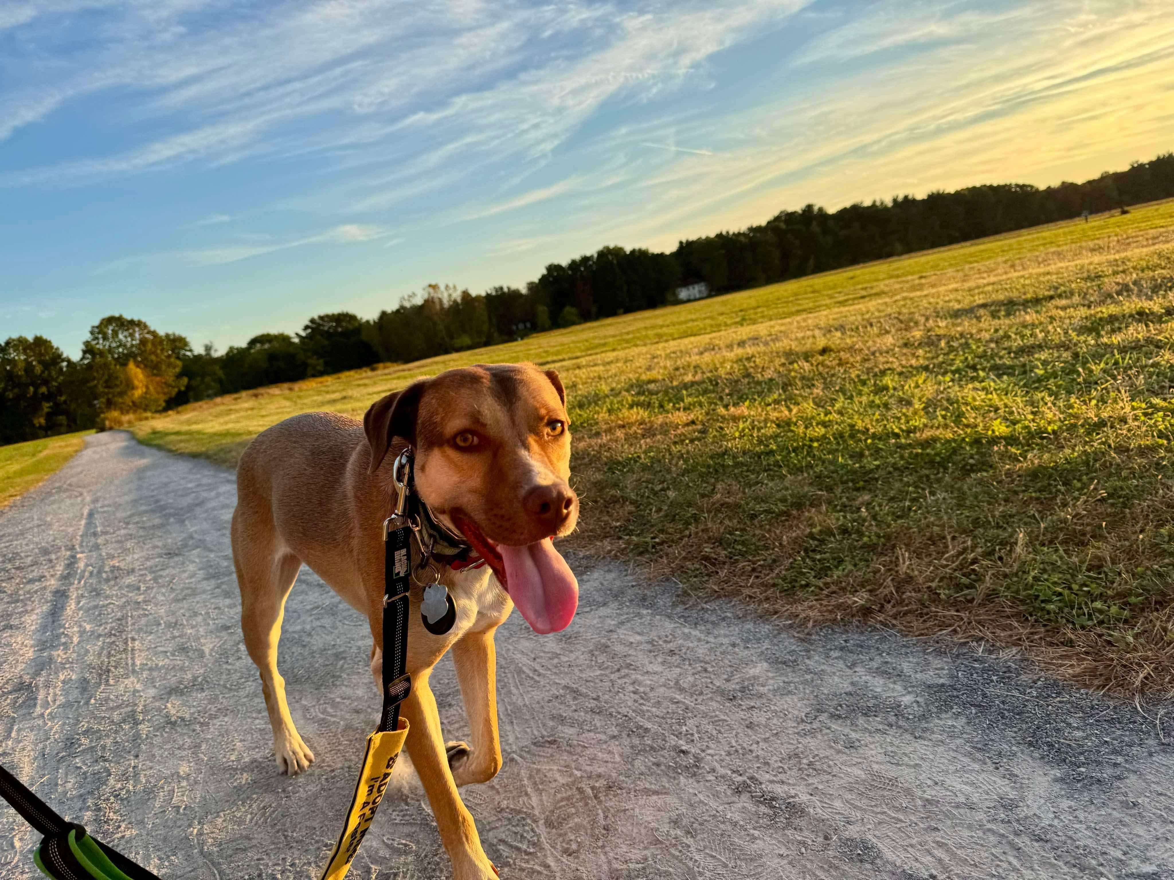 Zena, a Adoptable mixed breed in Argyle, NY image 2/6