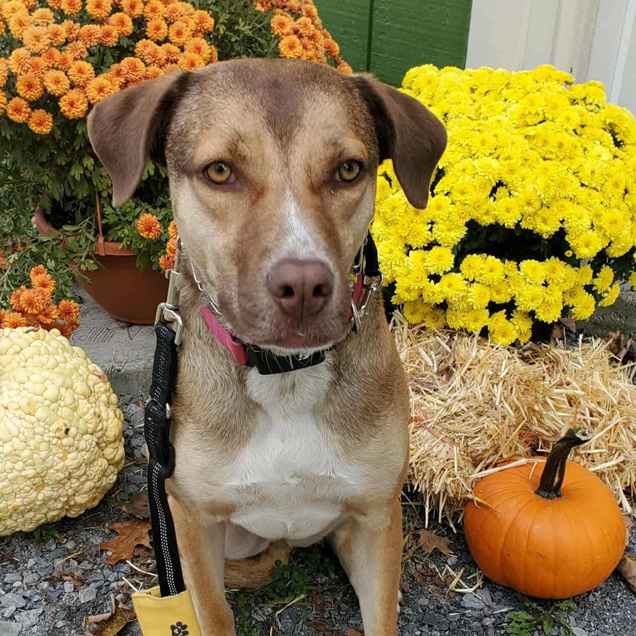 Zena, a Adoptable mixed breed in Argyle, NY image 1/6