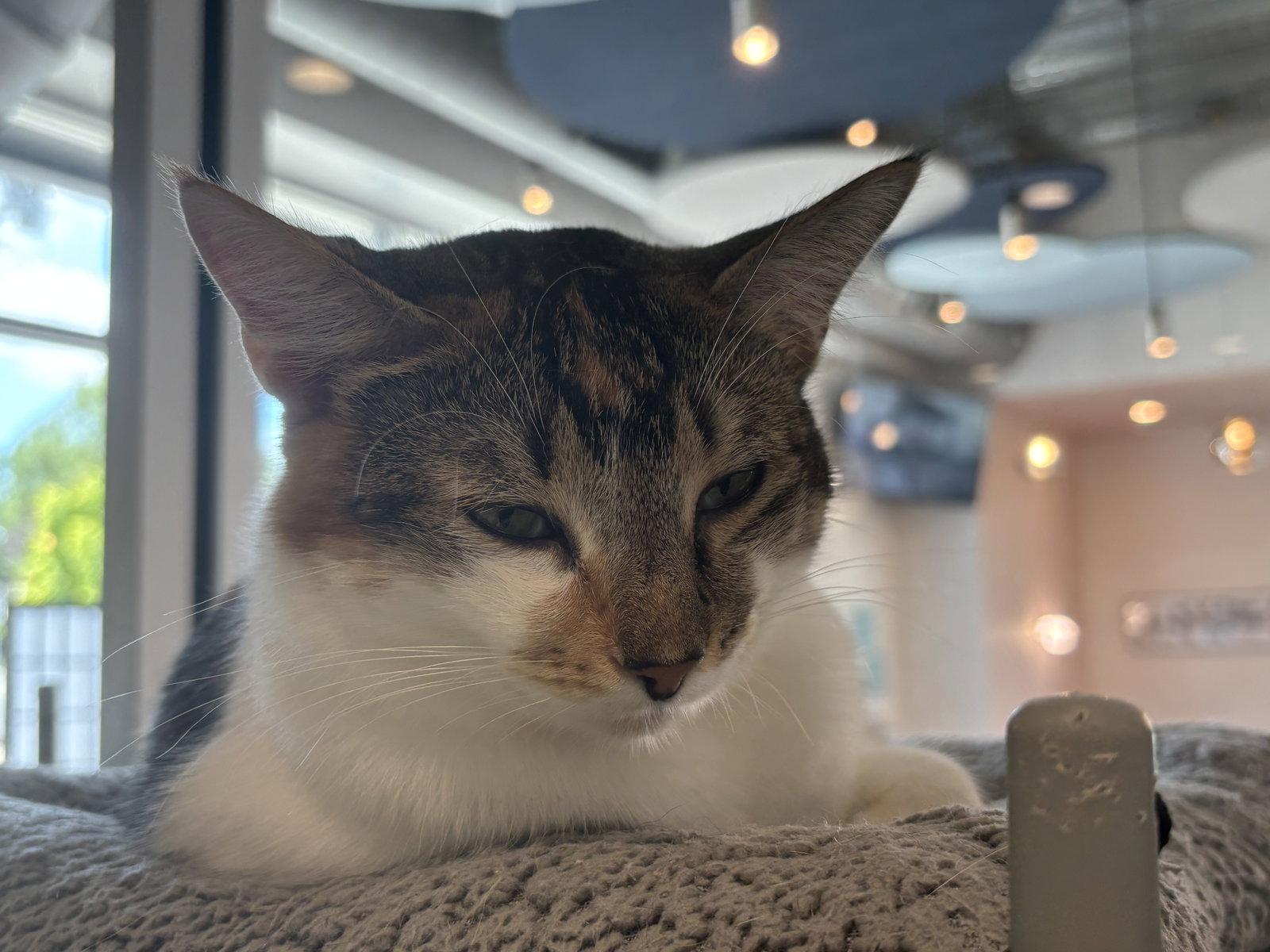 Callie, a Adoptable Domestic Short Hair in Oakboro , NC image 1/3