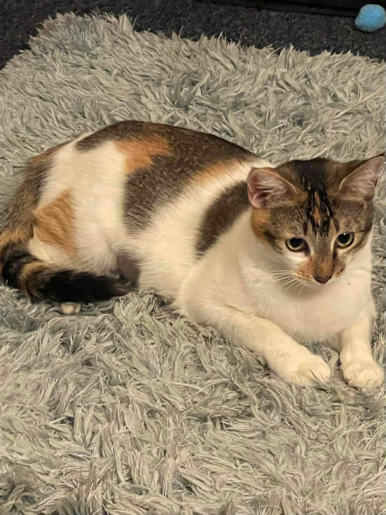 Callie, Adoptable, Adult Female Domestic Short Hair.