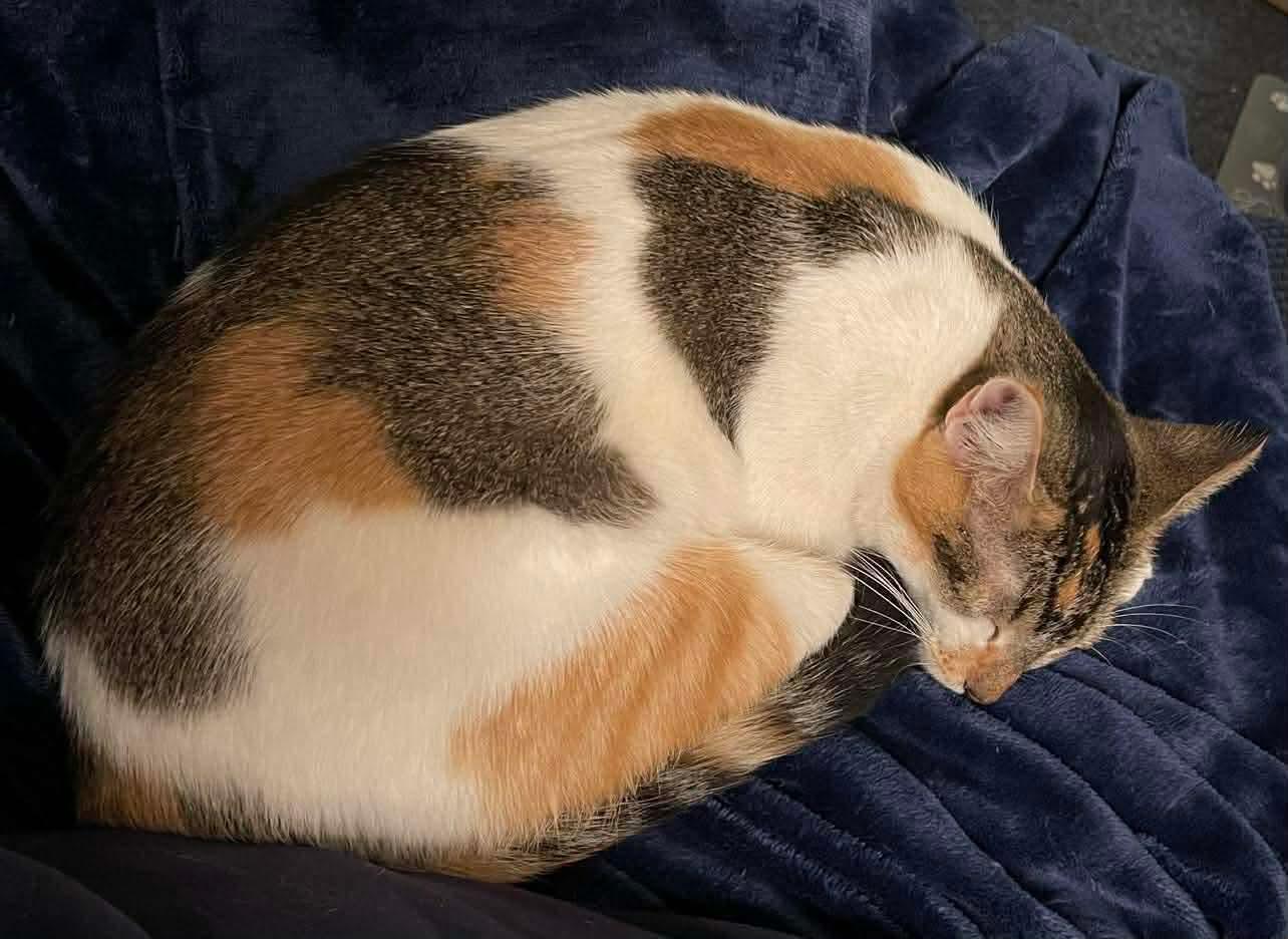 Enlarge Callie, a Adoptable Domestic Short Hair in Oakboro , NC image 2/5