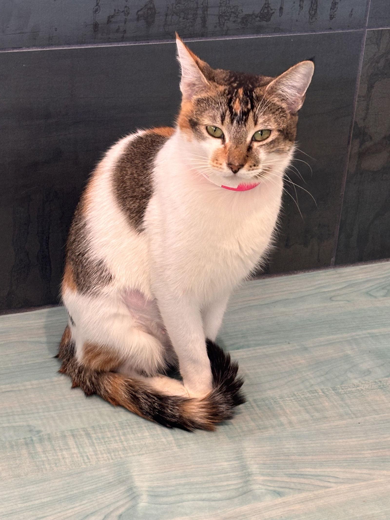 Enlarge Callie, a Adoptable Domestic Short Hair in Oakboro , NC image 4/5