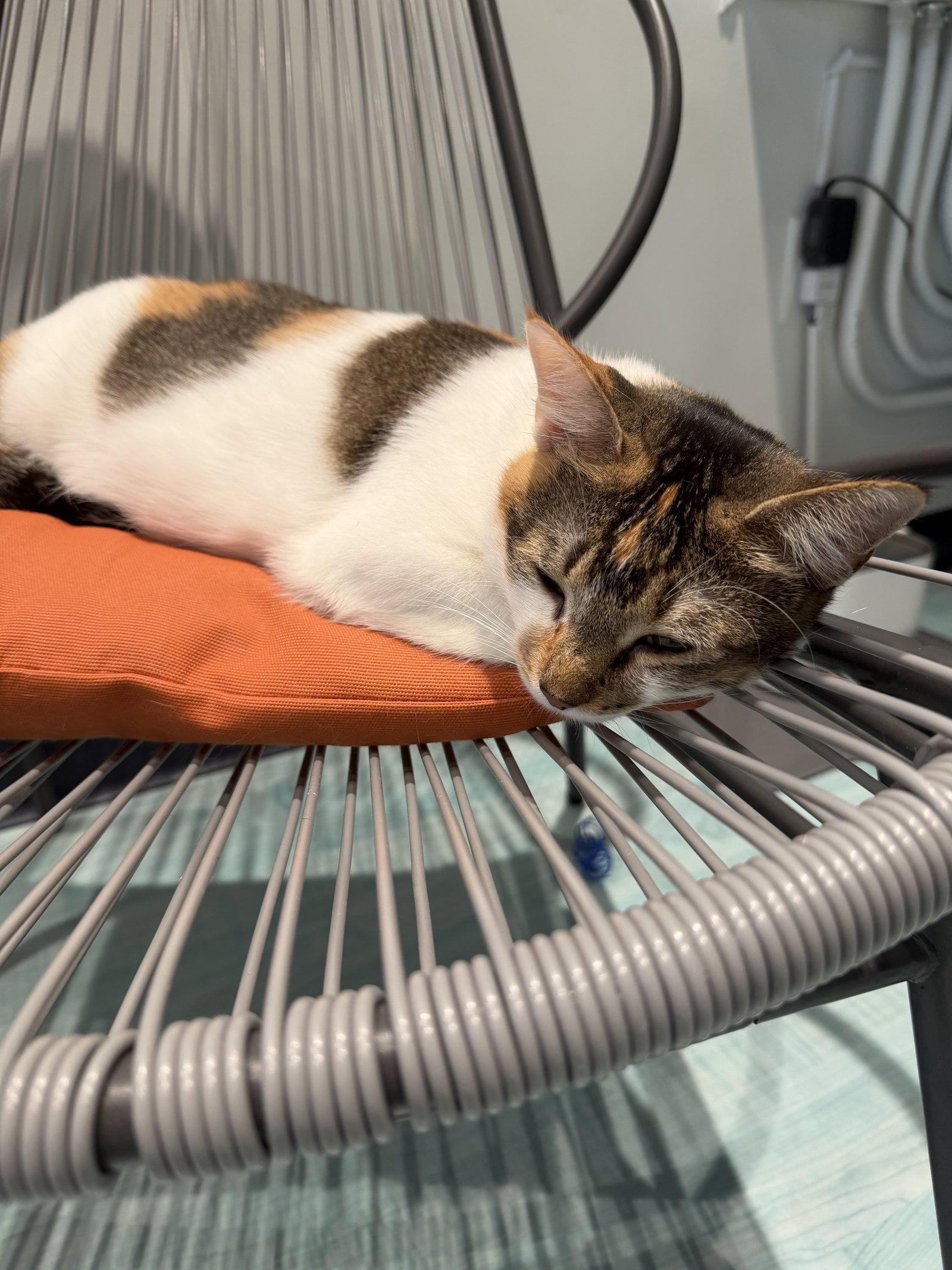 Enlarge Callie, a Adoptable Domestic Short Hair in Oakboro , NC image 3/3