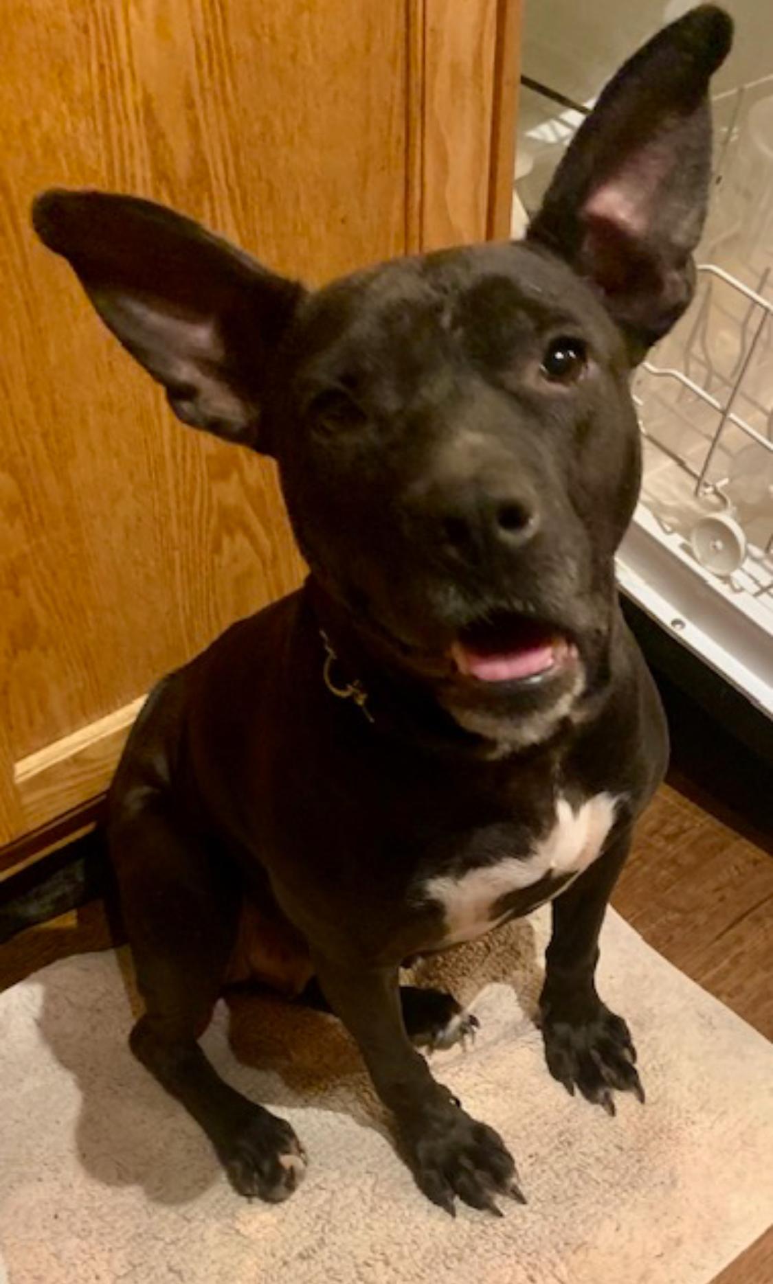 Madeline, a Adoptable mixed breed in Warwick, RI image 6/6