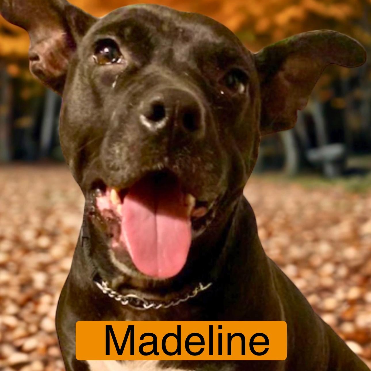 Madeline, Adoptable, Adult Female Terrier.