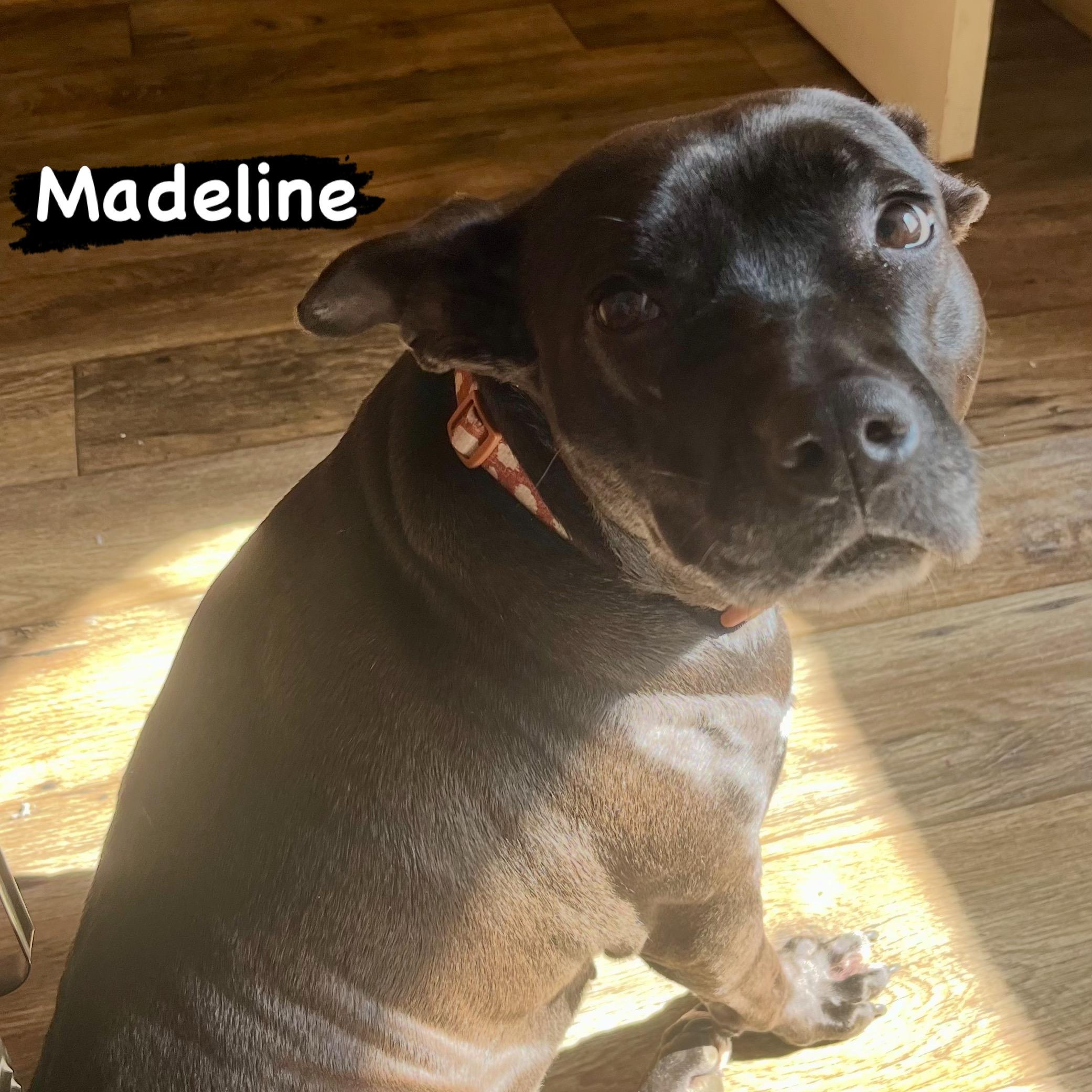 Enlarge Madeline, a Adoptable mixed breed in Warwick, RI image 2/6