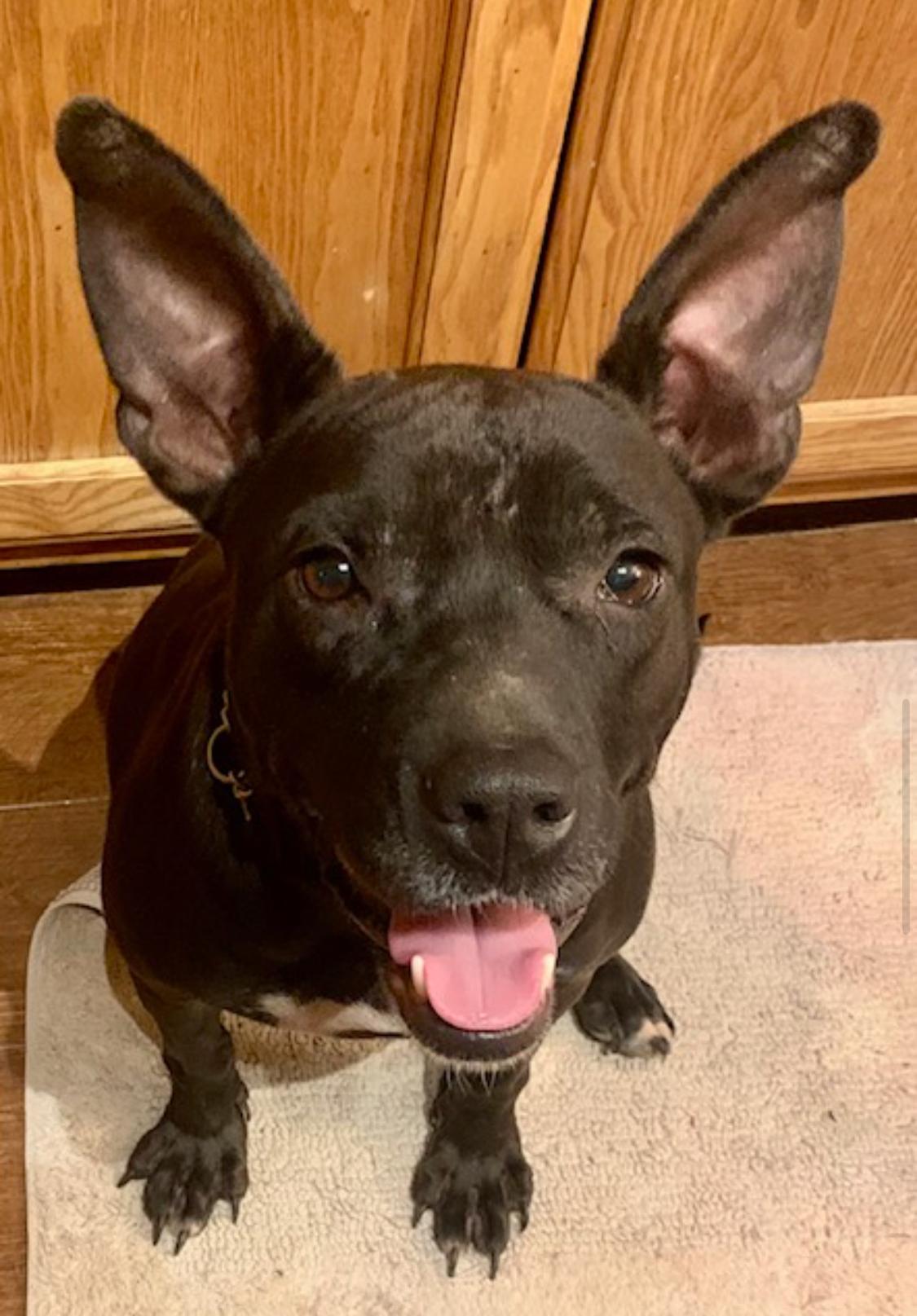 Madeline, Adoptable, Adult Female Terrier.