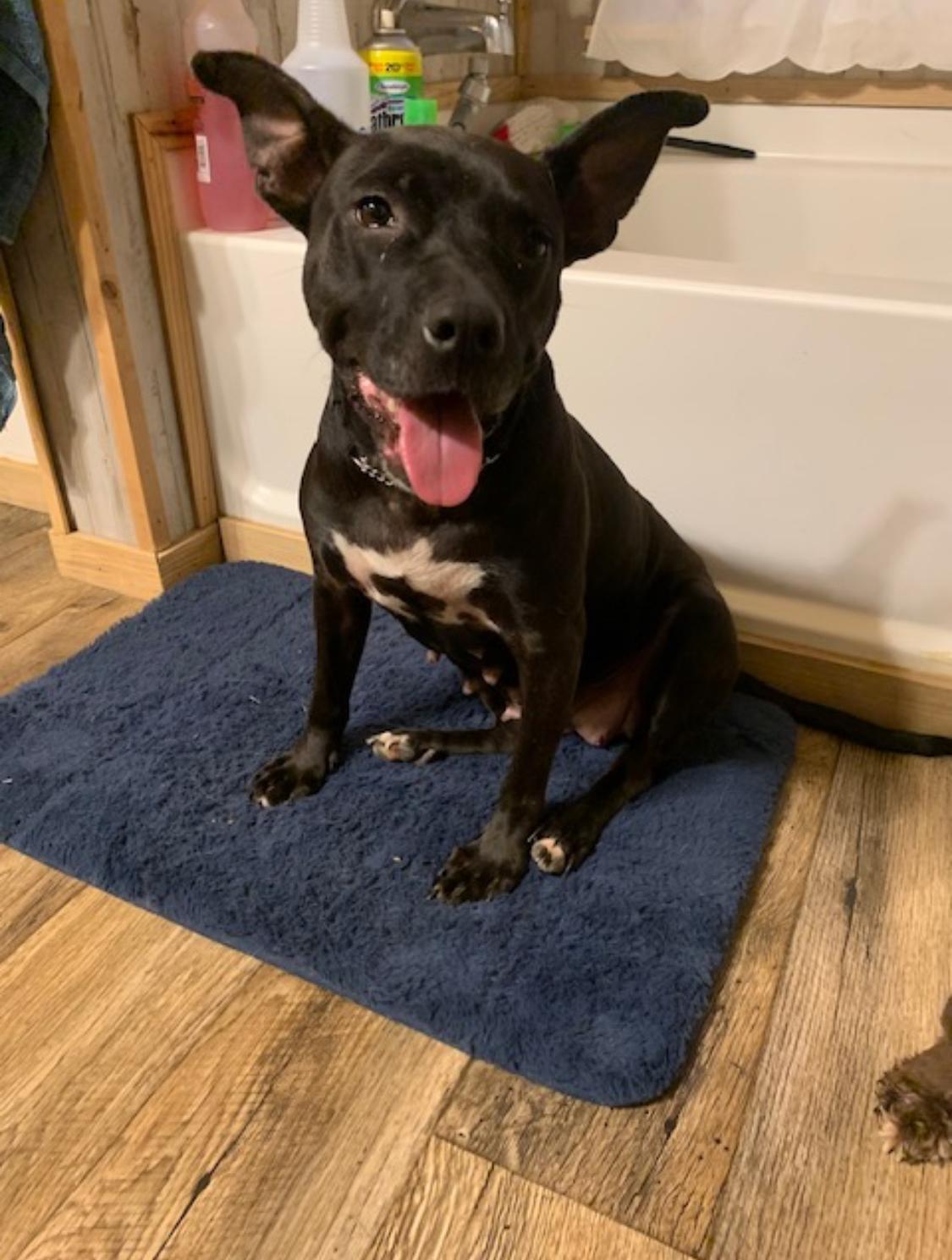 Madeline, a Adoptable mixed breed in Warwick, RI image 4/6