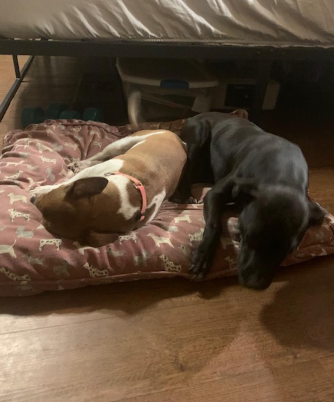 Madeline, a Adoptable mixed breed in Warwick, RI image 5/6