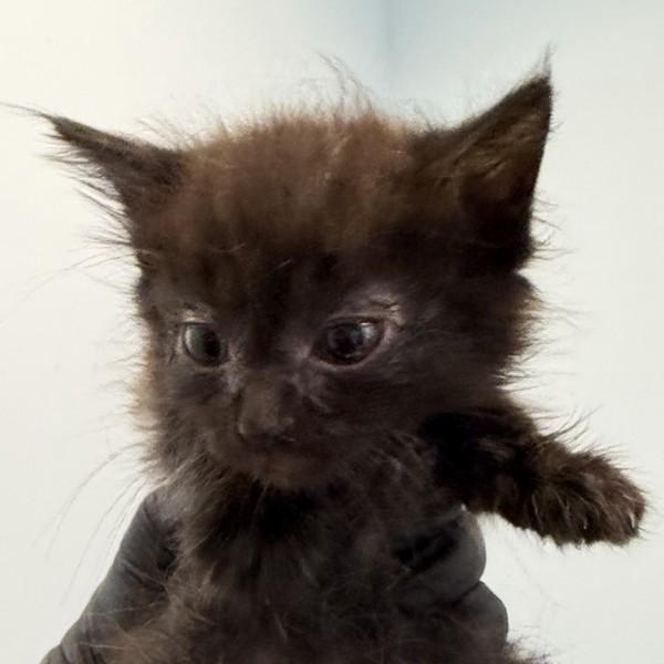 Nessie, Adoptable, Kitten Female Domestic Long Hair.