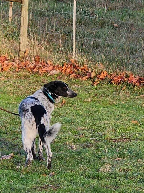 Stevie, Adoptable, Adult Female Mixed Breed.