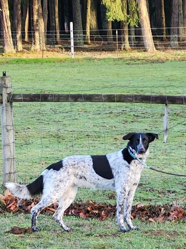 Enlarge Stevie, a Adoptable mixed breed in Seattle, WA image 2/6