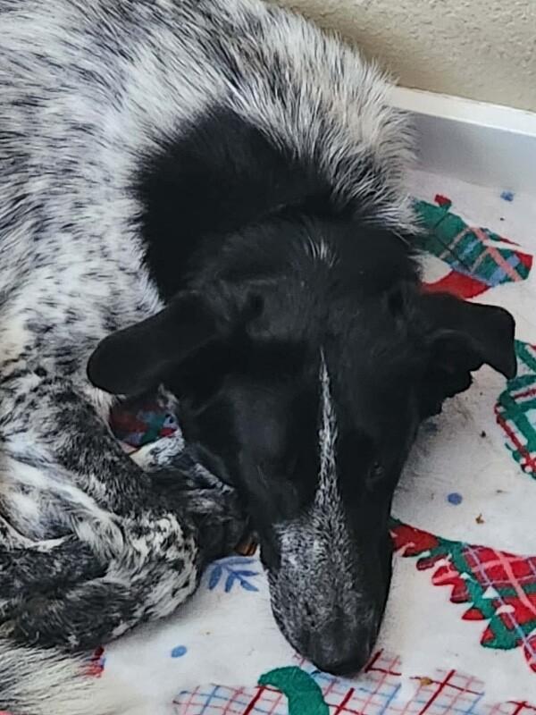 Enlarge Stevie, a Adoptable mixed breed in Seattle, WA image 3/6