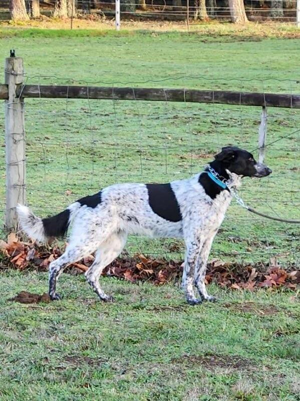 Enlarge Stevie, a Adoptable mixed breed in Seattle, WA image 4/6