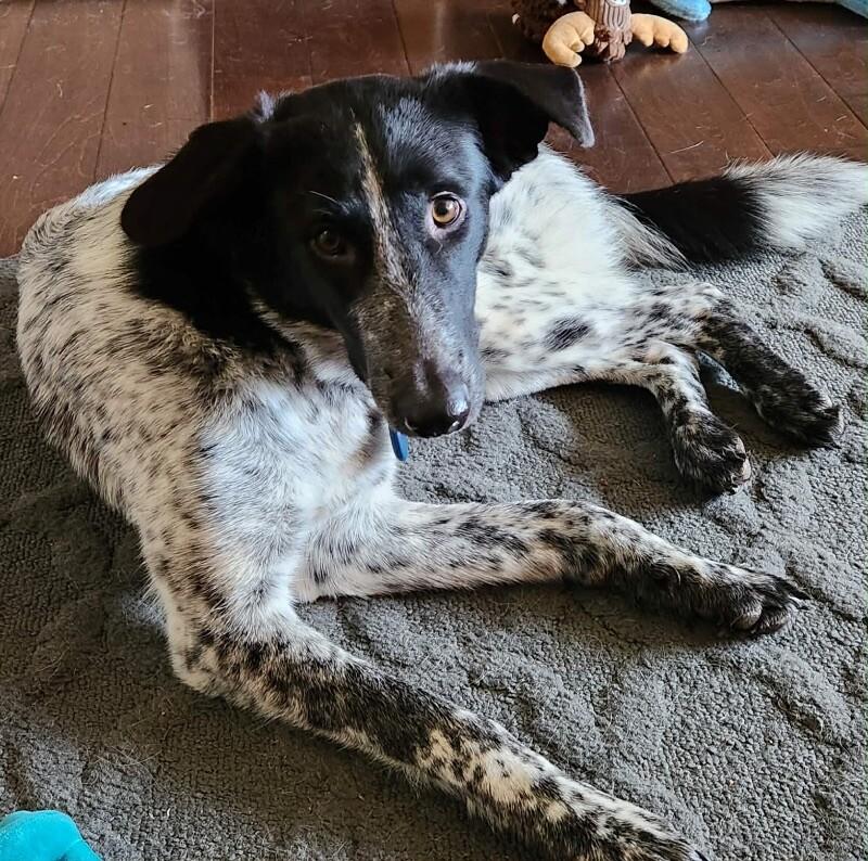 Enlarge Stevie, a Adoptable mixed breed in Seattle, WA image 5/6