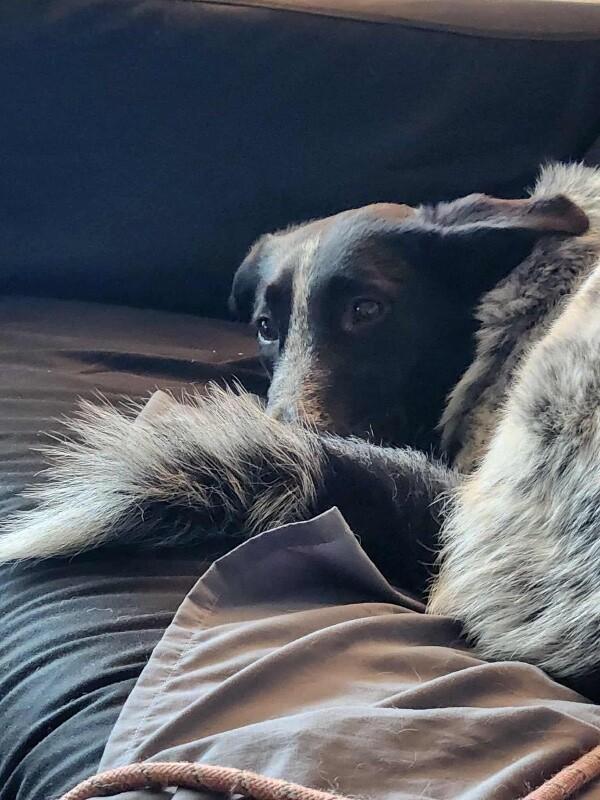 Enlarge Stevie, a Adoptable mixed breed in Seattle, WA image 6/6