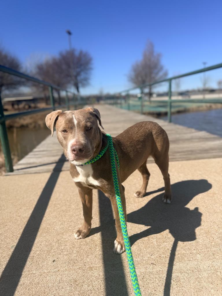 Jujube, Adoptable, Puppy Male American Staffordshire Terrier.