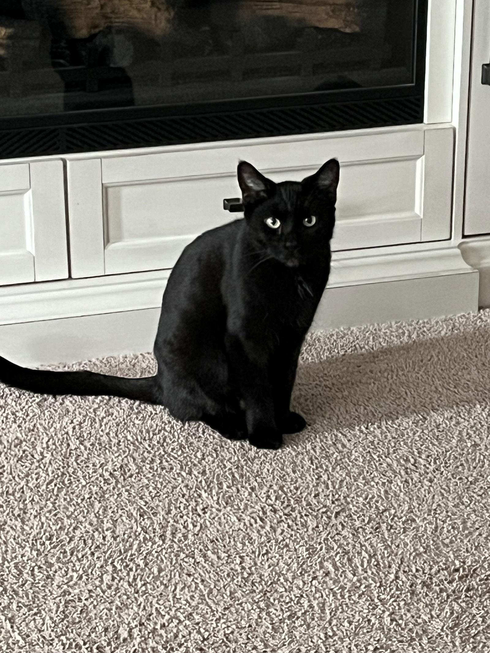 Comet, Adoptable, Adult Female Domestic Short Hair.