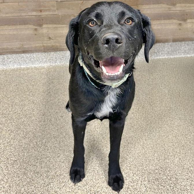 Shadow, Adoptable, Adult Male Mixed Breed.