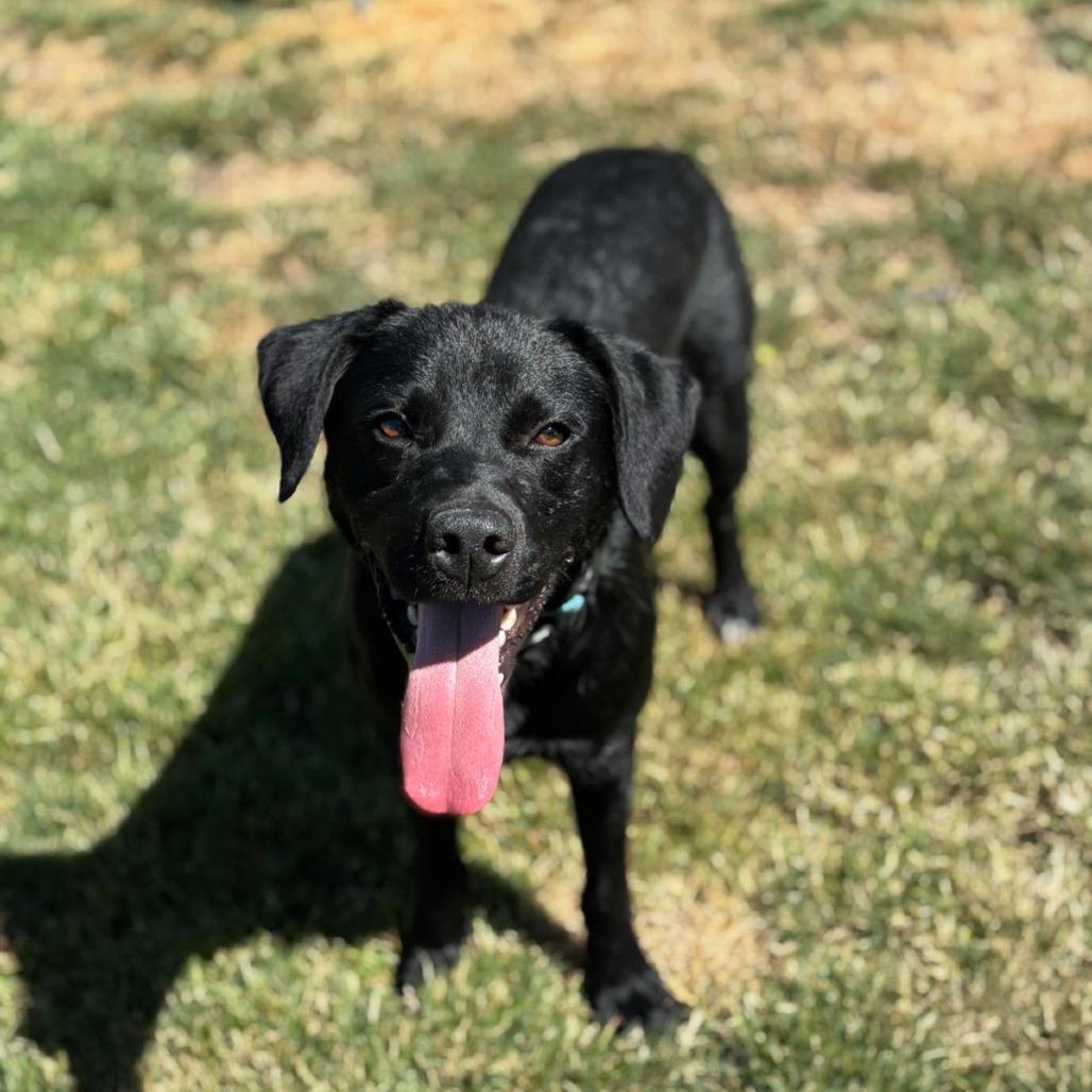Enlarge Shadow, a Adoptable Mixed Breed in Medford, OR image 2/3