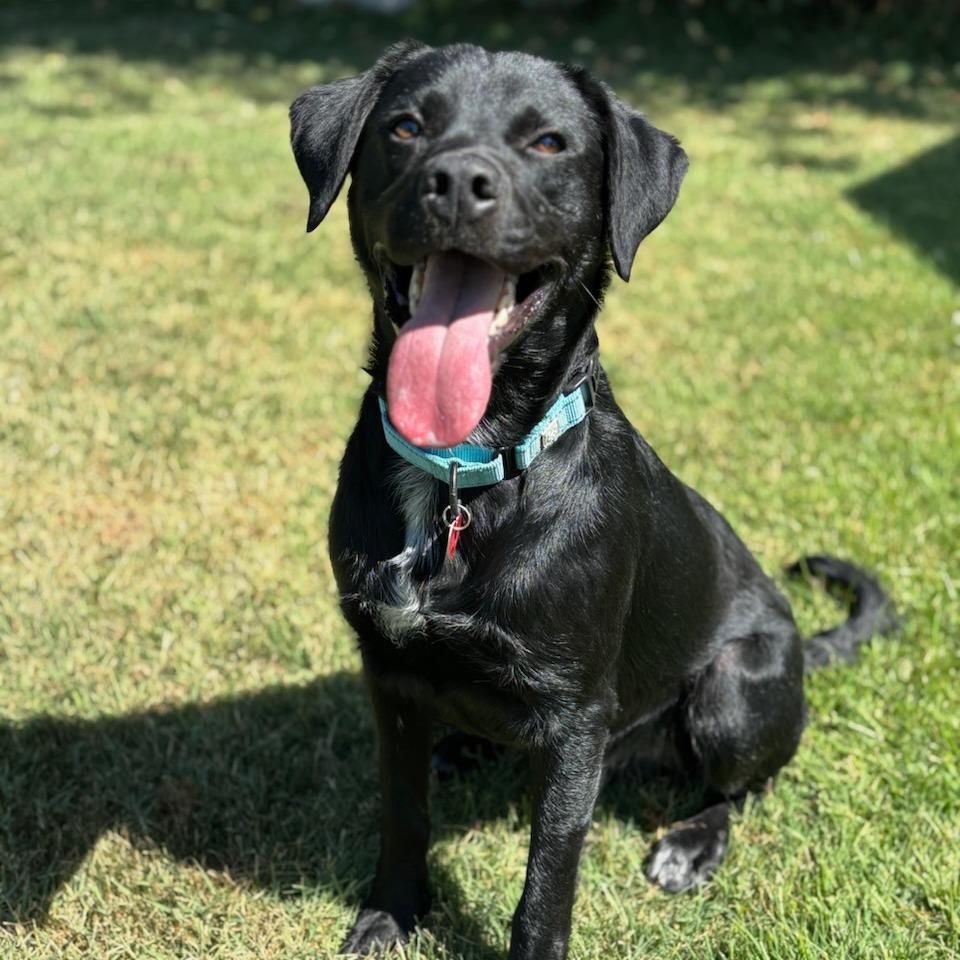 Enlarge Shadow, a Adoptable Mixed Breed in Medford, OR image 3/3