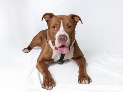 Possum, a Adoptable mixed breed in Woodbury, MN image 1/3