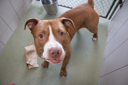 Possum, a Adoptable mixed breed in Woodbury, MN image 2/3