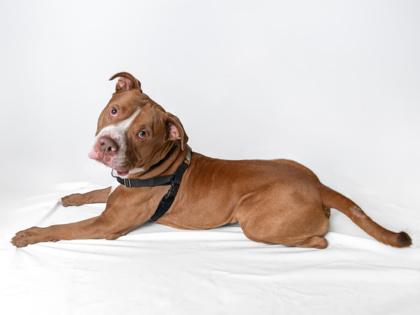 Possum, a Adoptable mixed breed in Woodbury, MN image 3/3