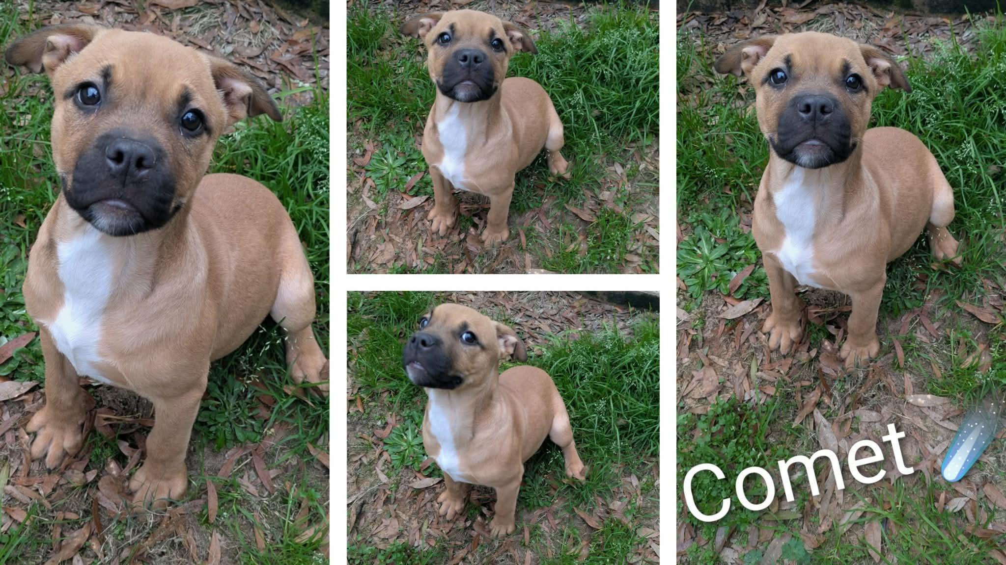 Enlarge Comet, an adopted mixed breed in Ozark, AL image 3/3