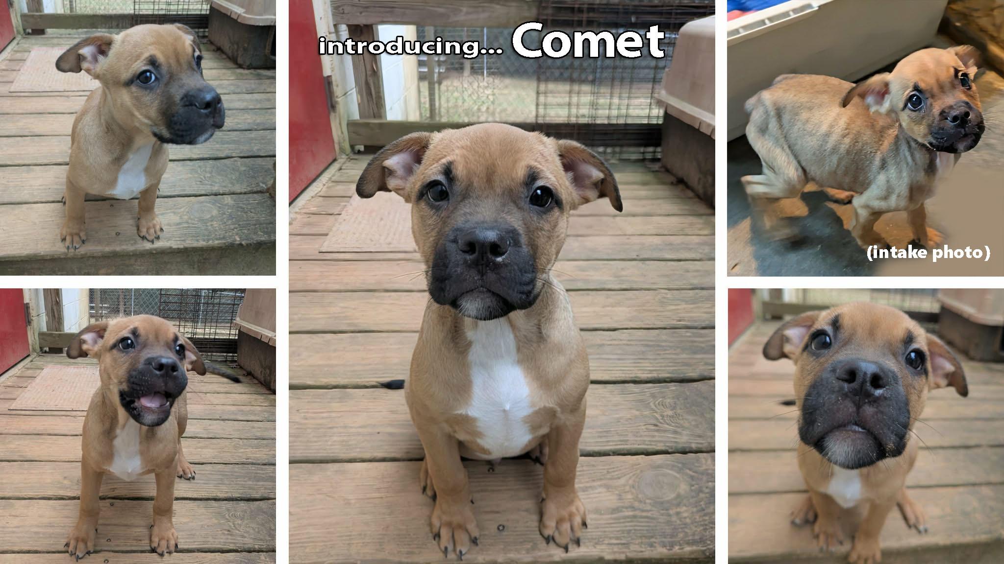 Enlarge Comet, an adopted mixed breed in Ozark, AL image 2/3