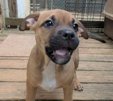 Enlarge Comet, an adopted mixed breed in Ozark, AL image 1/3