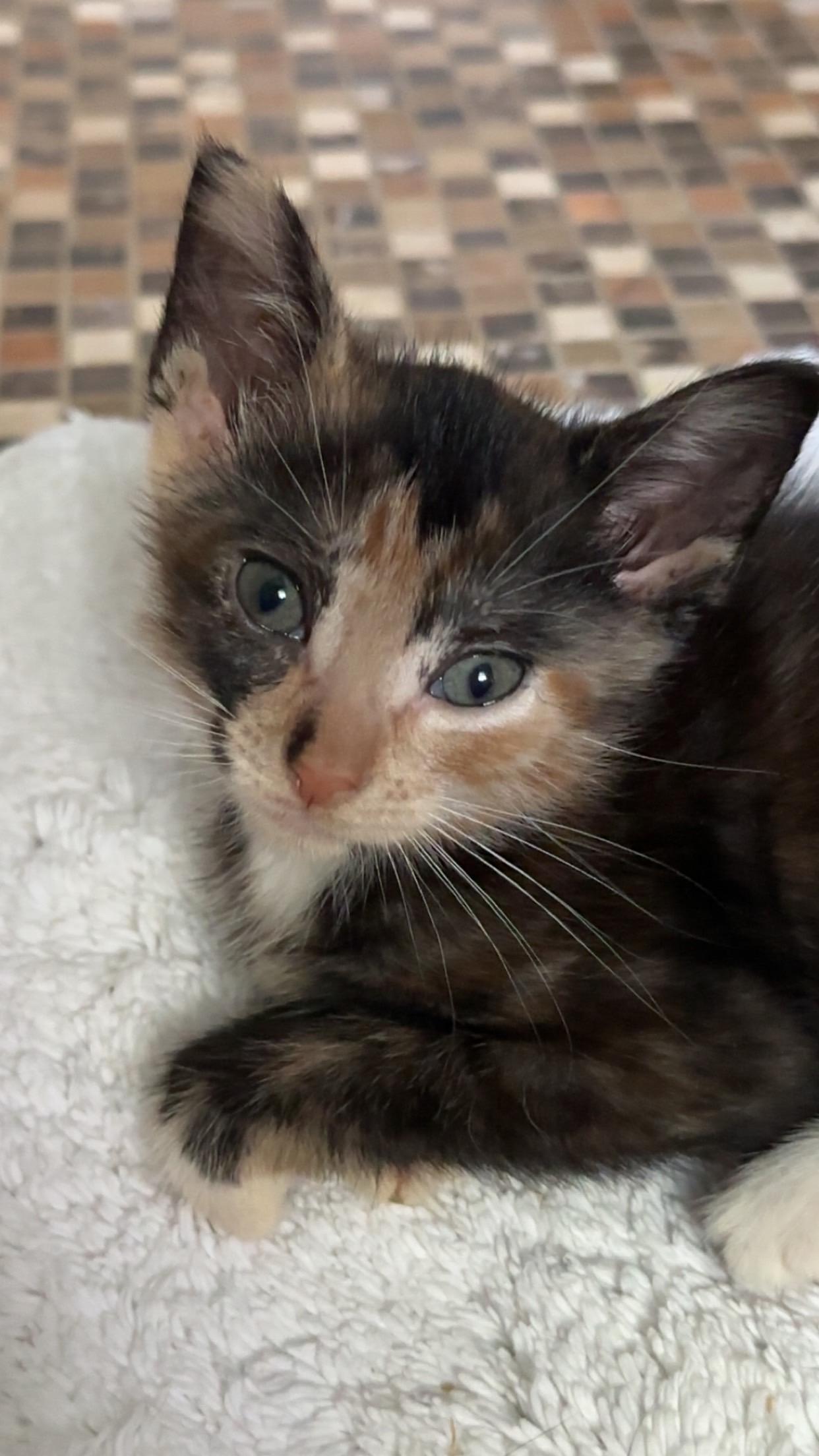 Cleo
