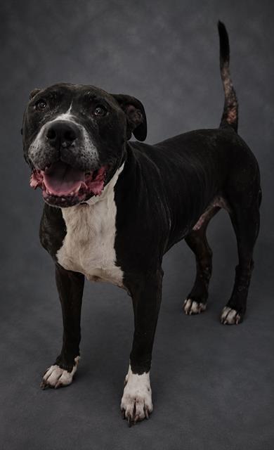 SMOKEY, Adoptable, Senior Male American Bulldog & Mixed Breed.