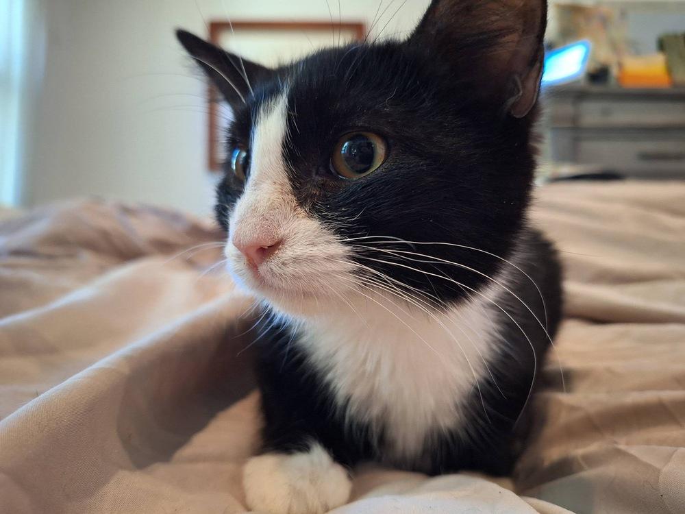 Diego, Adoptable, Young Male Domestic Short Hair.