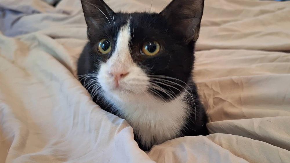 Enlarge Diego, a Adoptable mixed breed in Wheaton, IL image 2/3