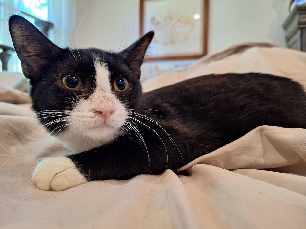 Enlarge Diego, a Adoptable mixed breed in Wheaton, IL image 3/3