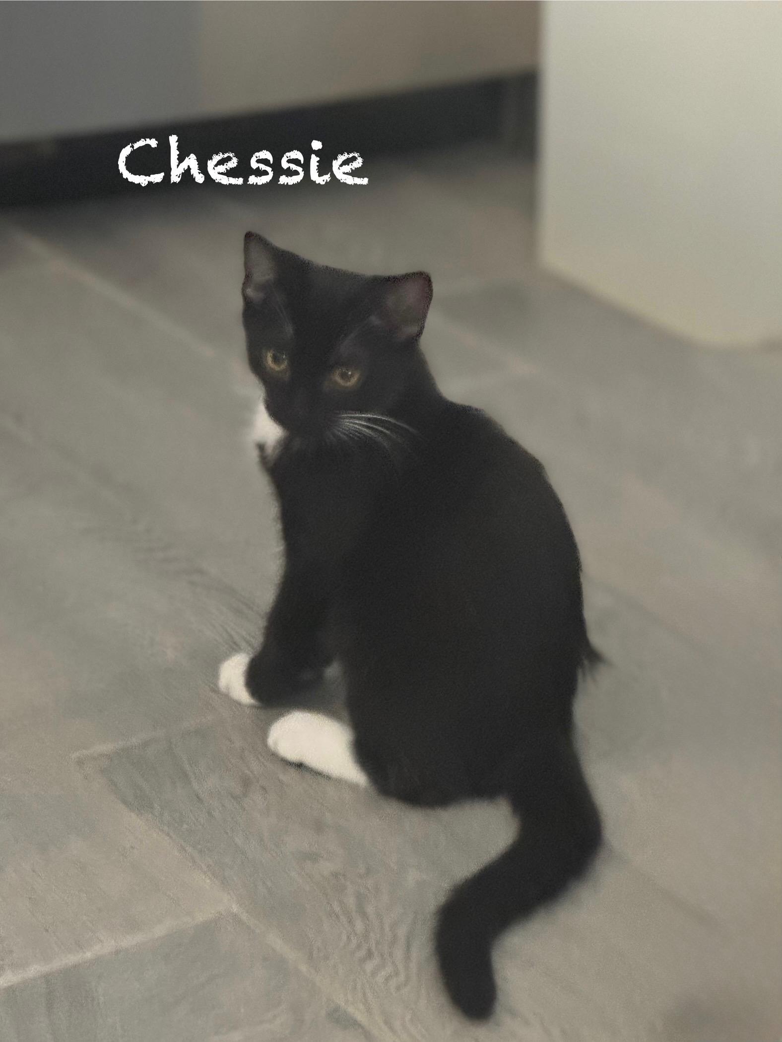 Chessie