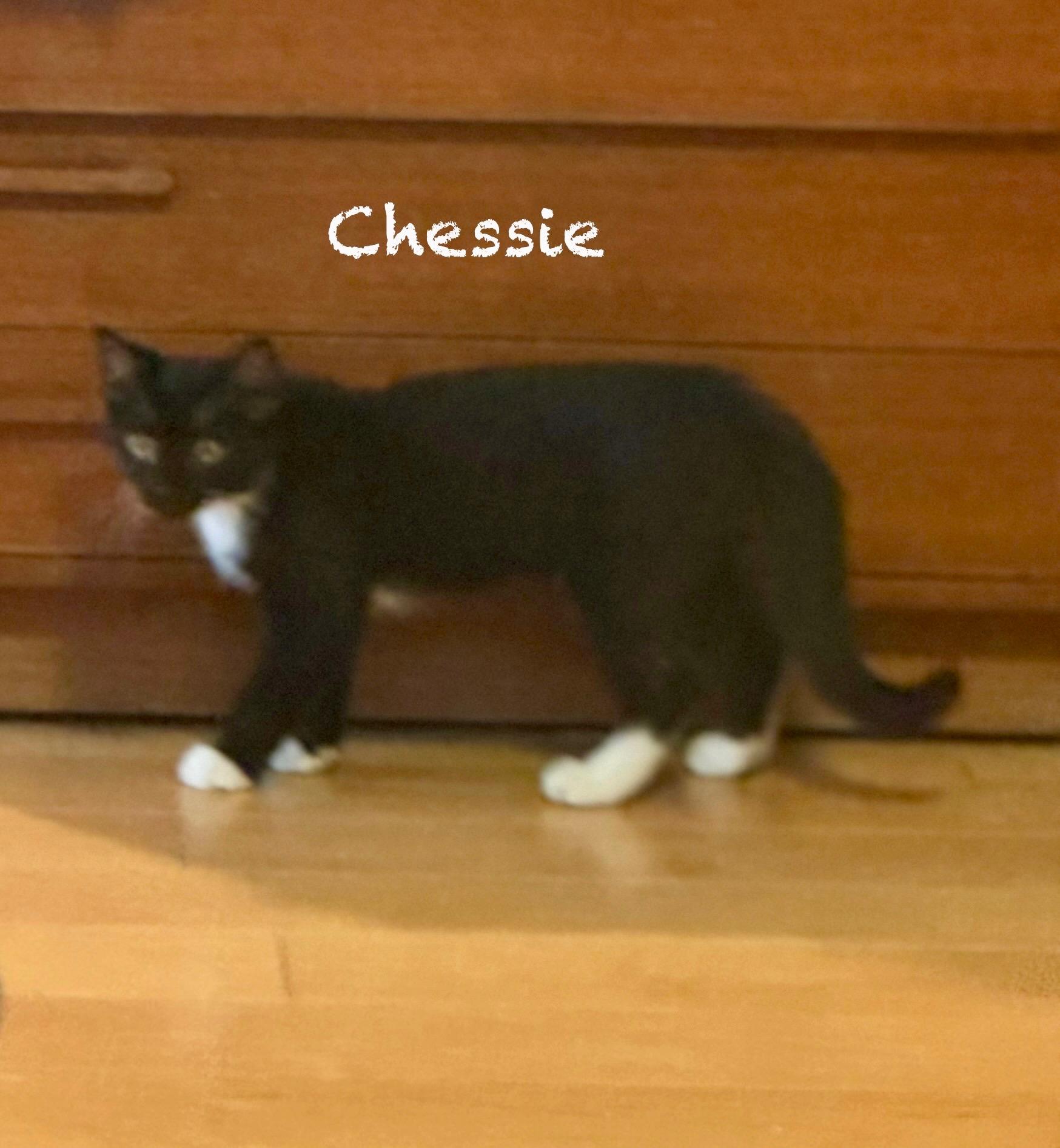 Chessie