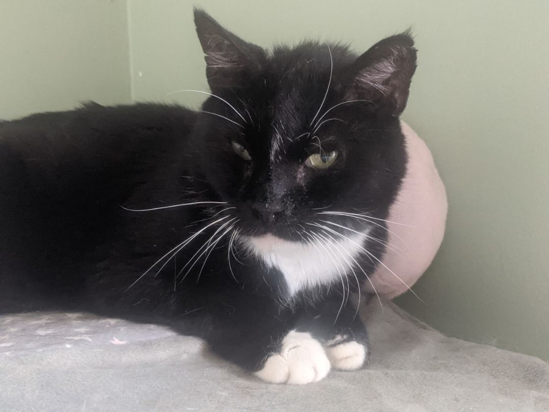 Fabulous Frankie, a Adoptable Domestic Short Hair in Nutley, NJ image 1/2