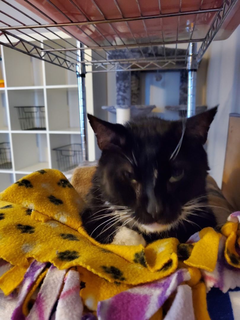 Fabulous Frankie, a Adoptable Domestic Short Hair in Nutley, NJ image 2/2