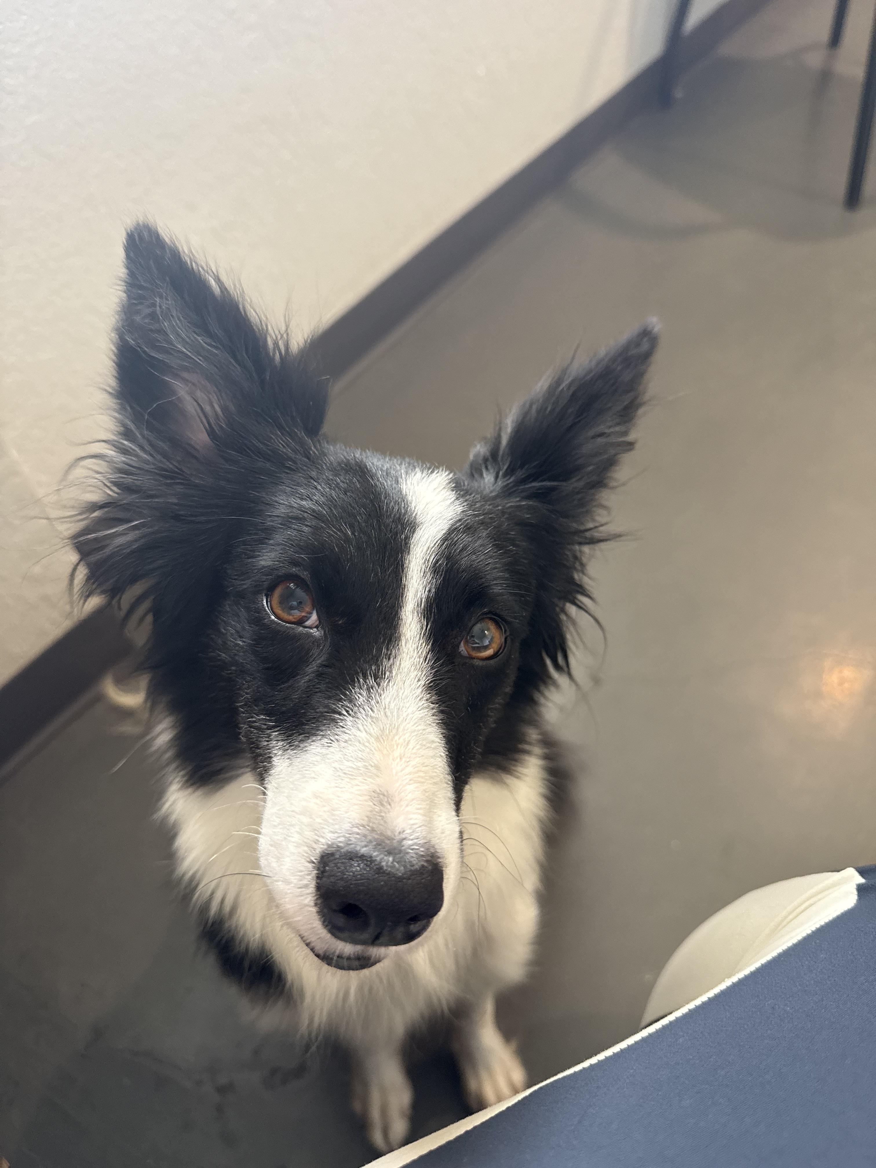 Bellona, Adoptable, Young Female Border Collie.