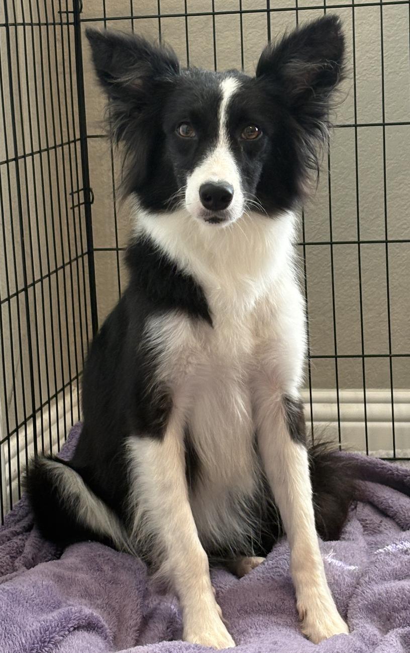 Enlarge Bellona, a Adoptable Border Collie in Arlington, TX image 2/6