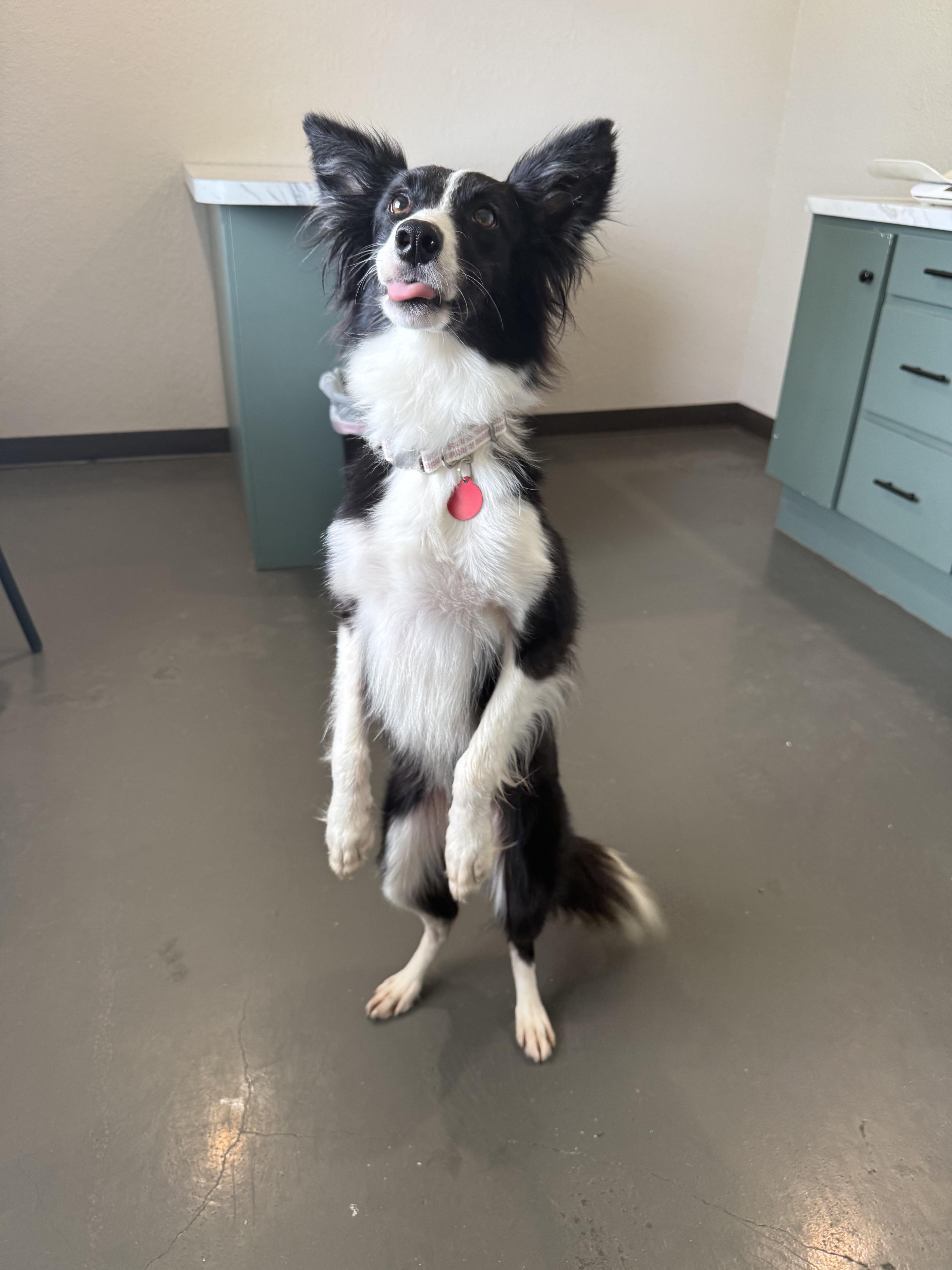 Enlarge Bellona, a Adoptable Border Collie in Arlington, TX image 3/6