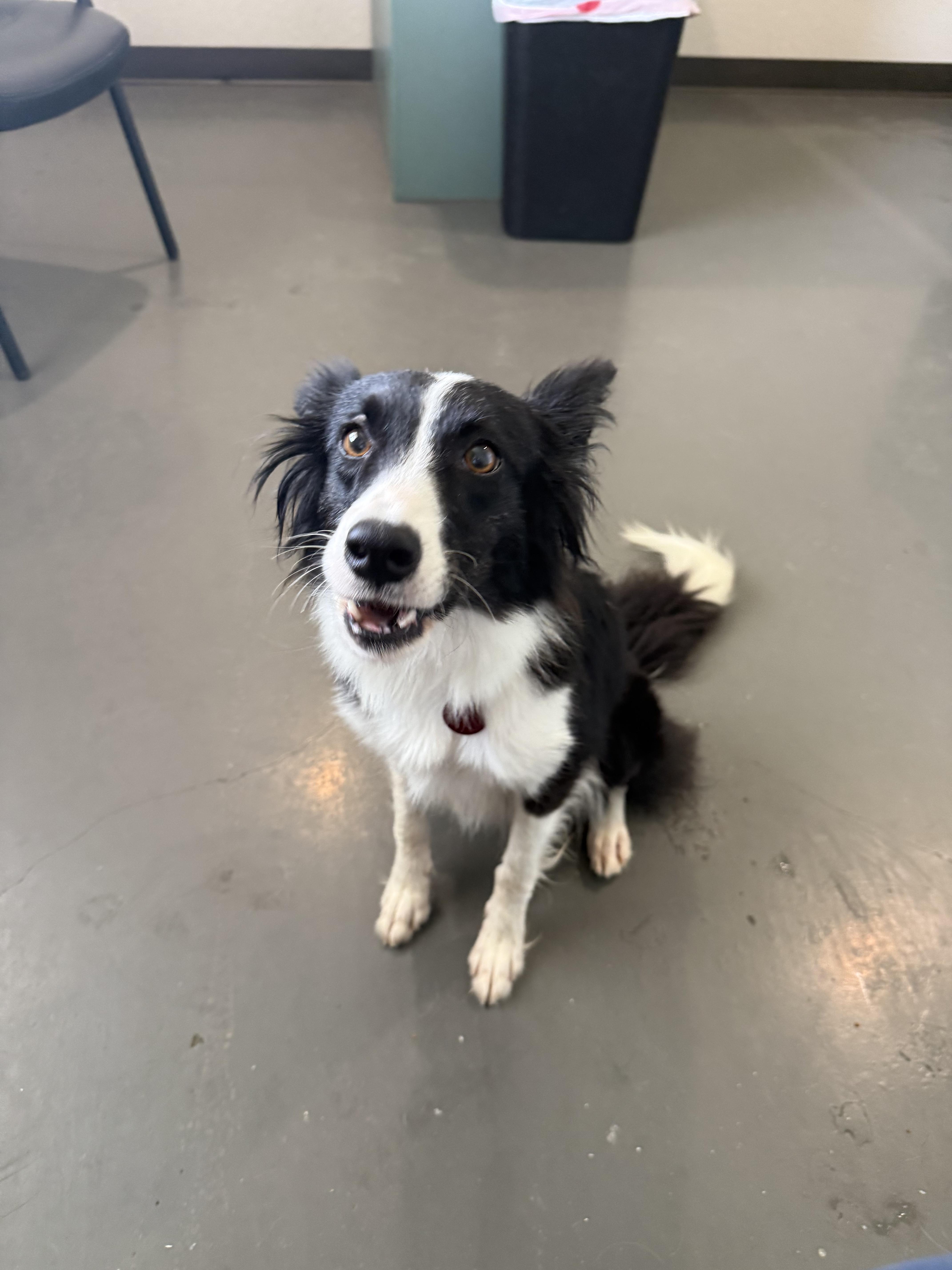 Enlarge Bellona, a Adoptable Border Collie in Arlington, TX image 4/6