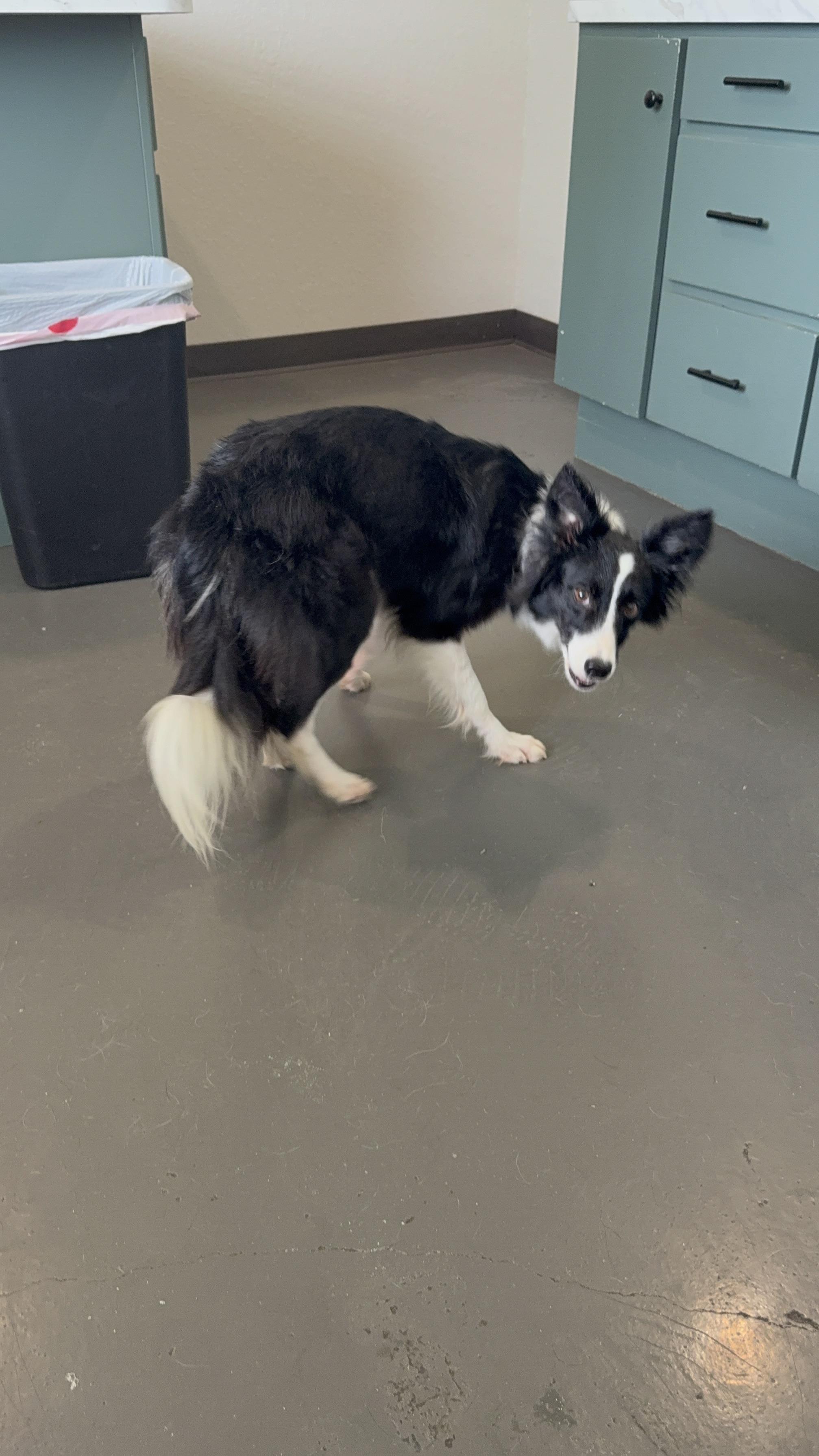 Enlarge Bellona, a Adoptable Border Collie in Arlington, TX image 5/6